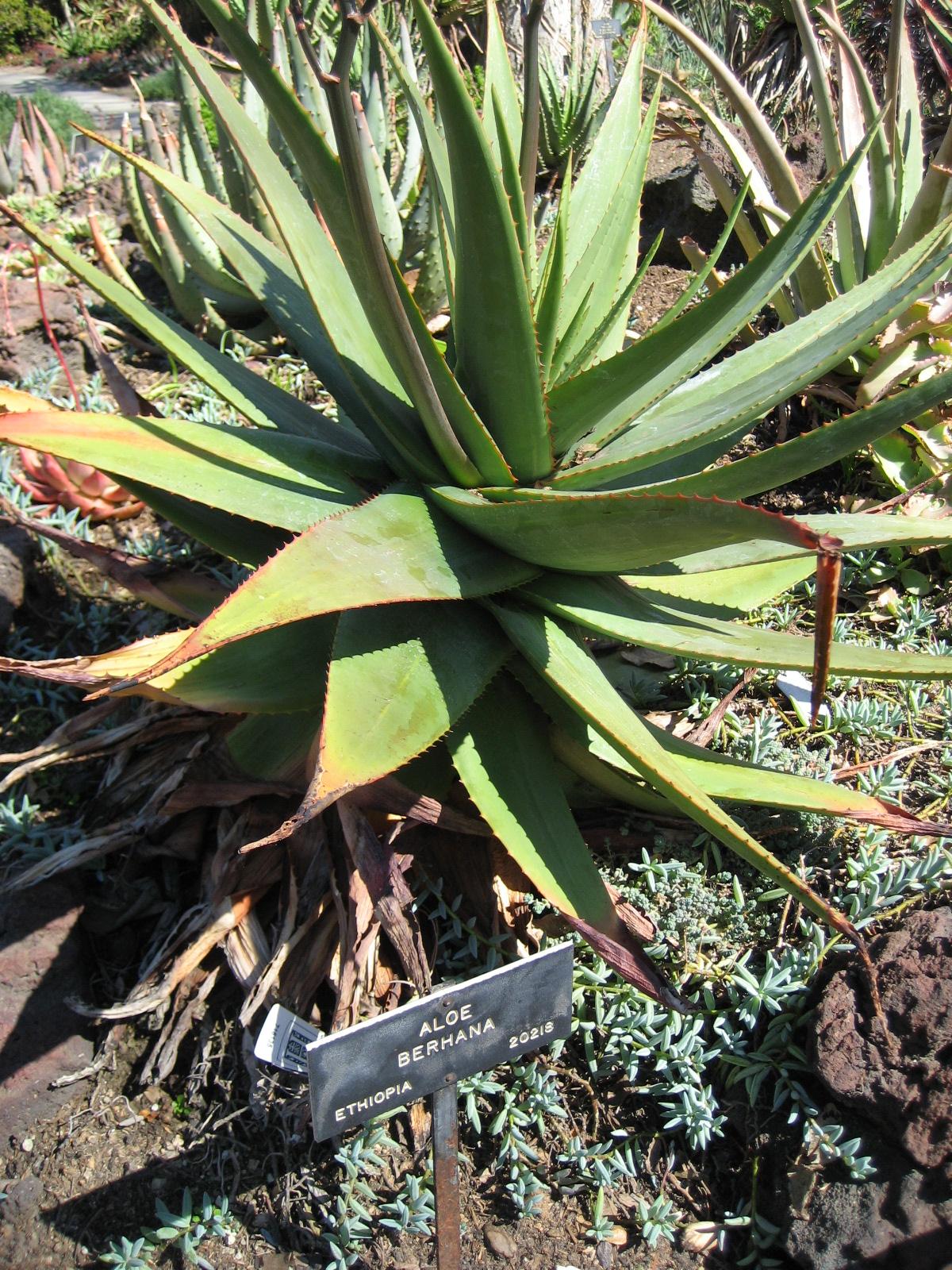 Aloe debrana