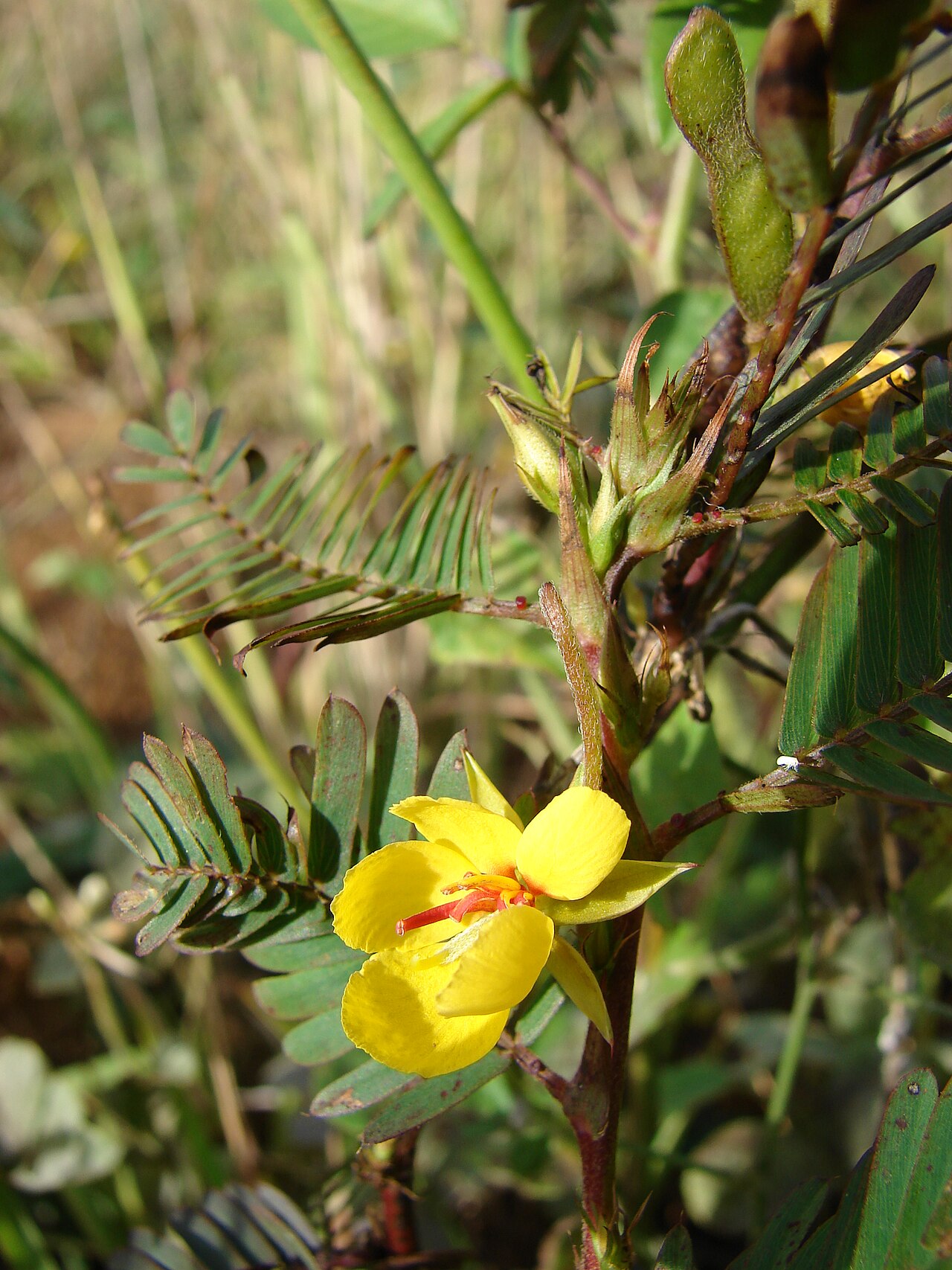 Chamaecrista nictitans