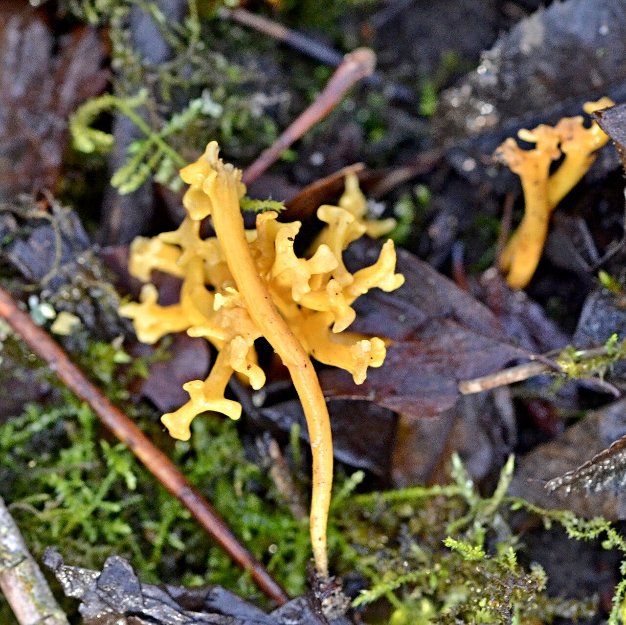 Clavulinopsis corniculata