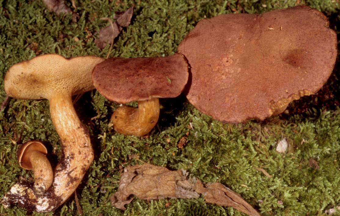 Bothia castanella