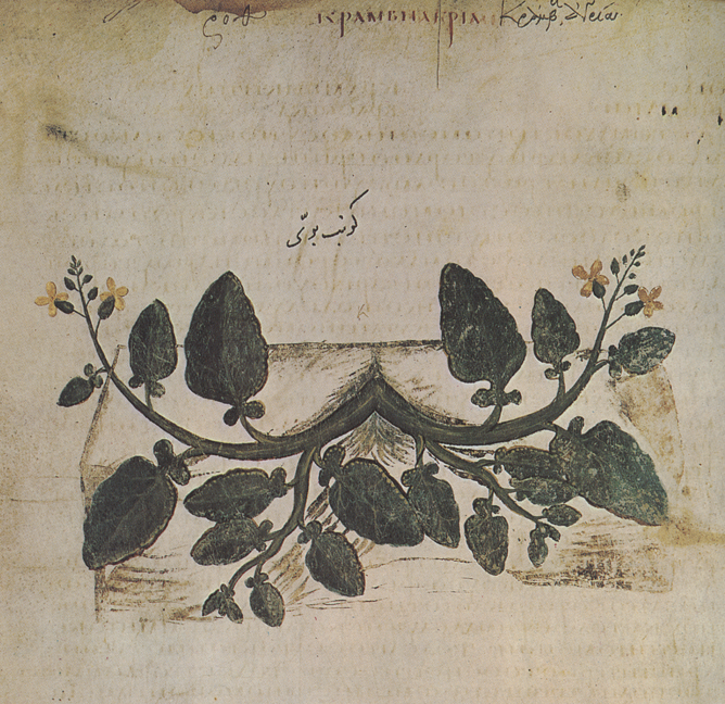 Brassica cretica