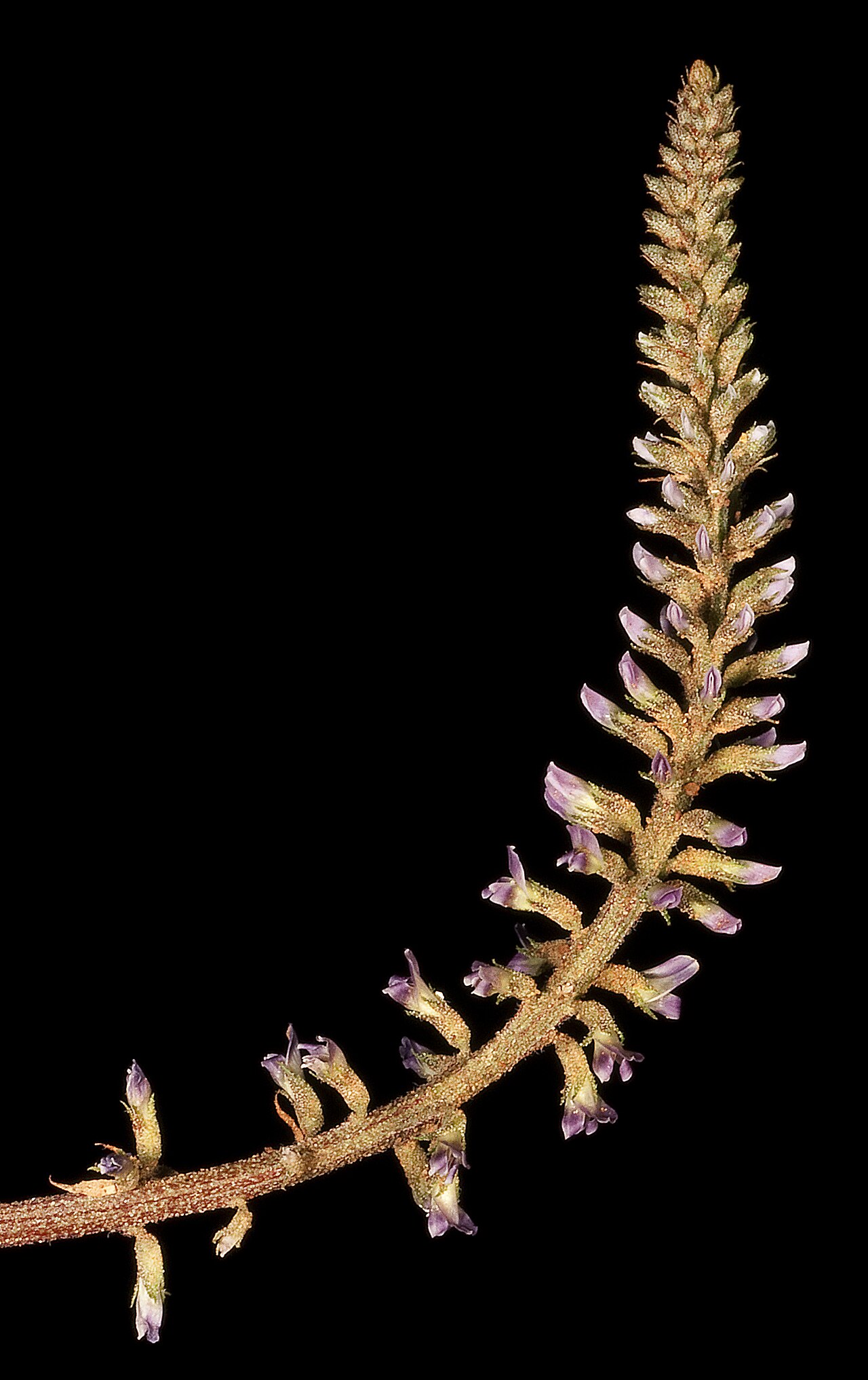 Glycyrrhiza acanthocarpa