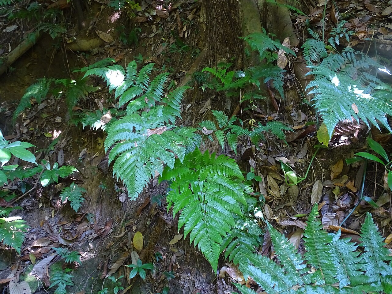 Ctenitis excelsa