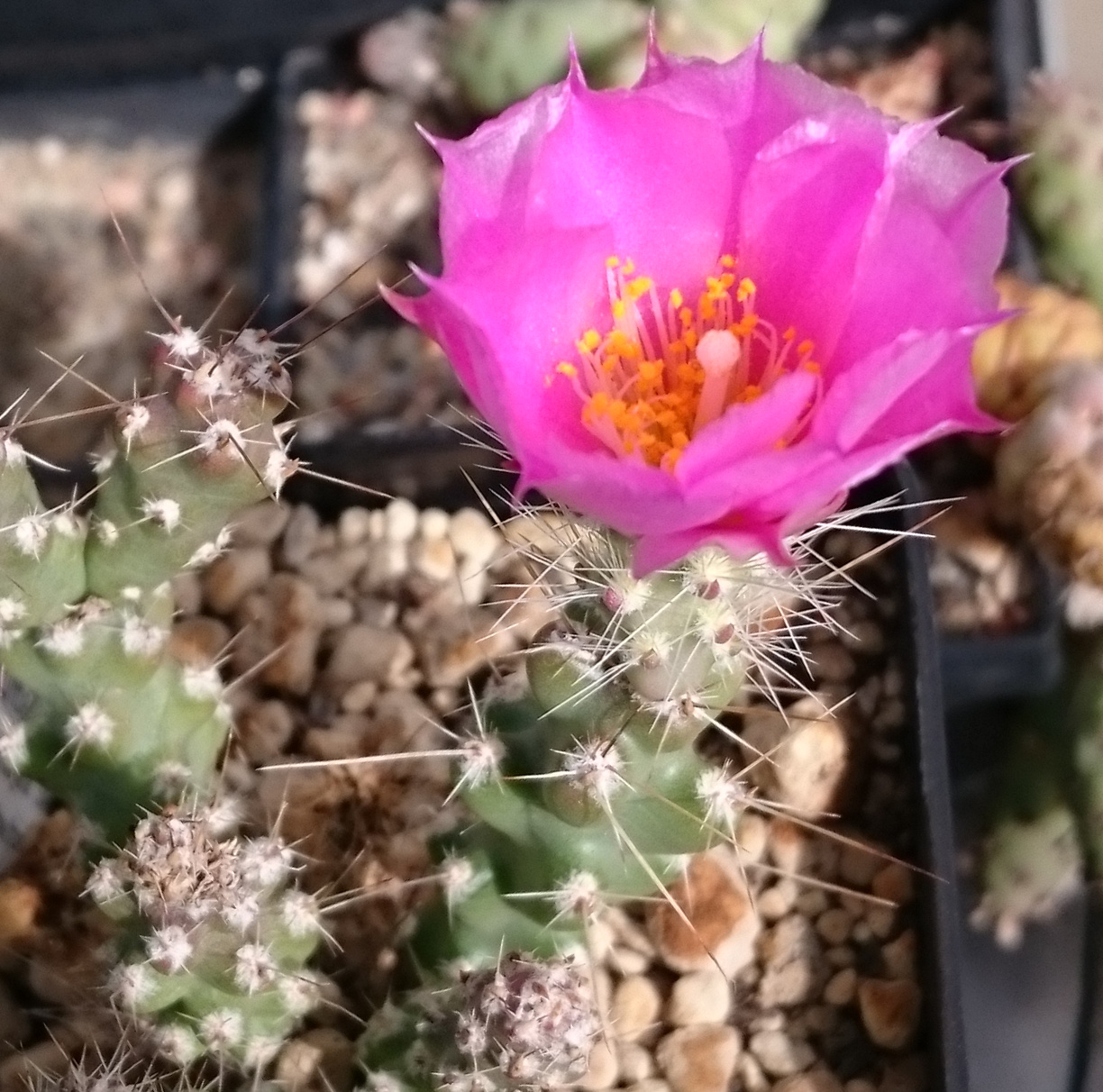 Grusonia pulchella