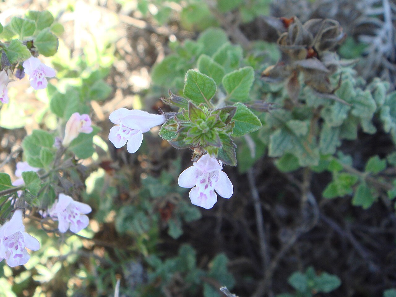 Clinopodium calamintha