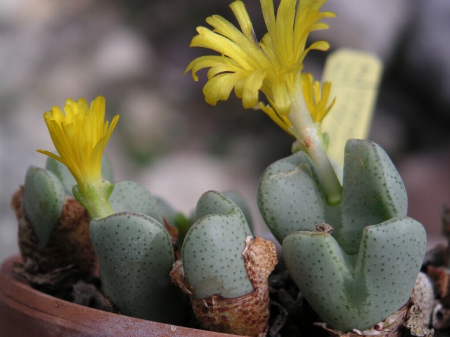 Conophytum taylorianum