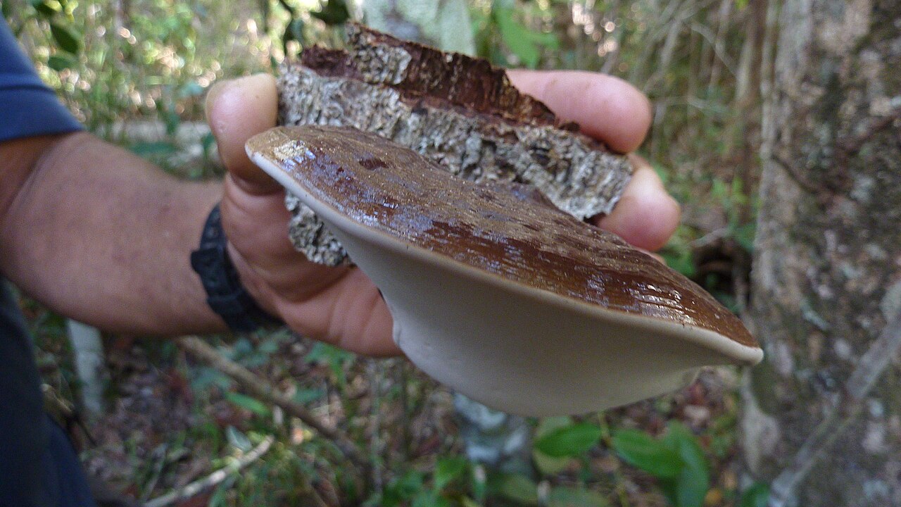 Ganoderma australe