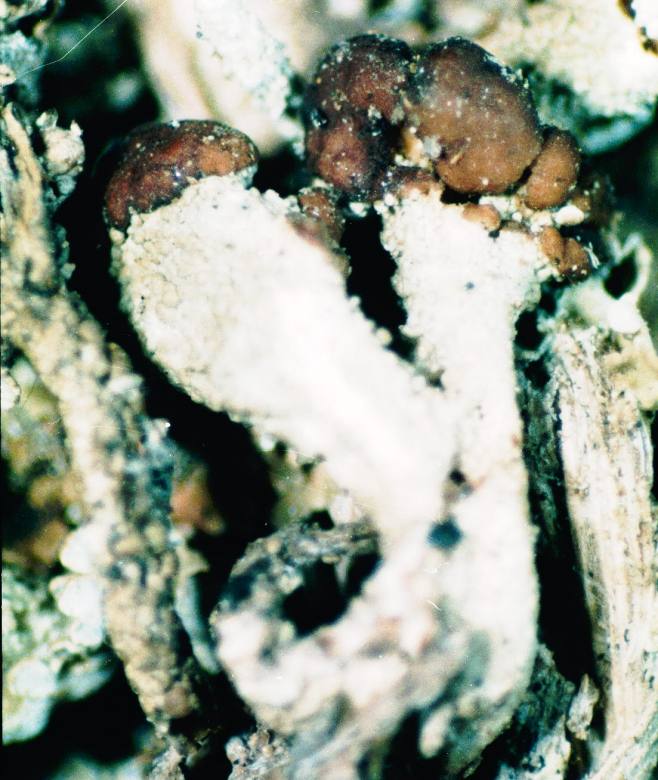 Cladonia cariosa