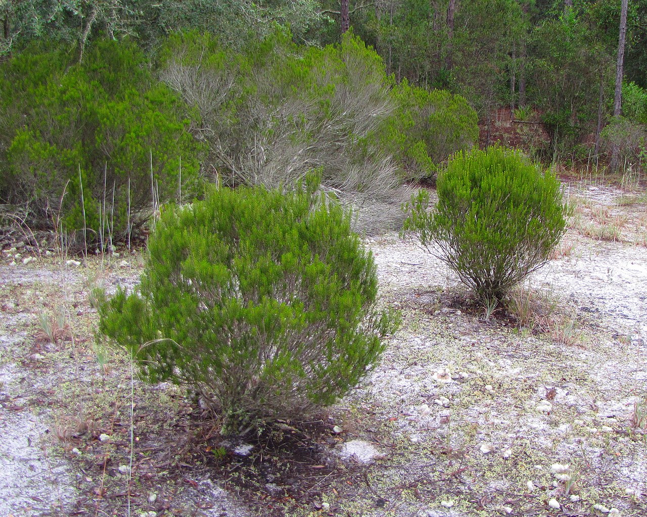 Ceratiola ericoides