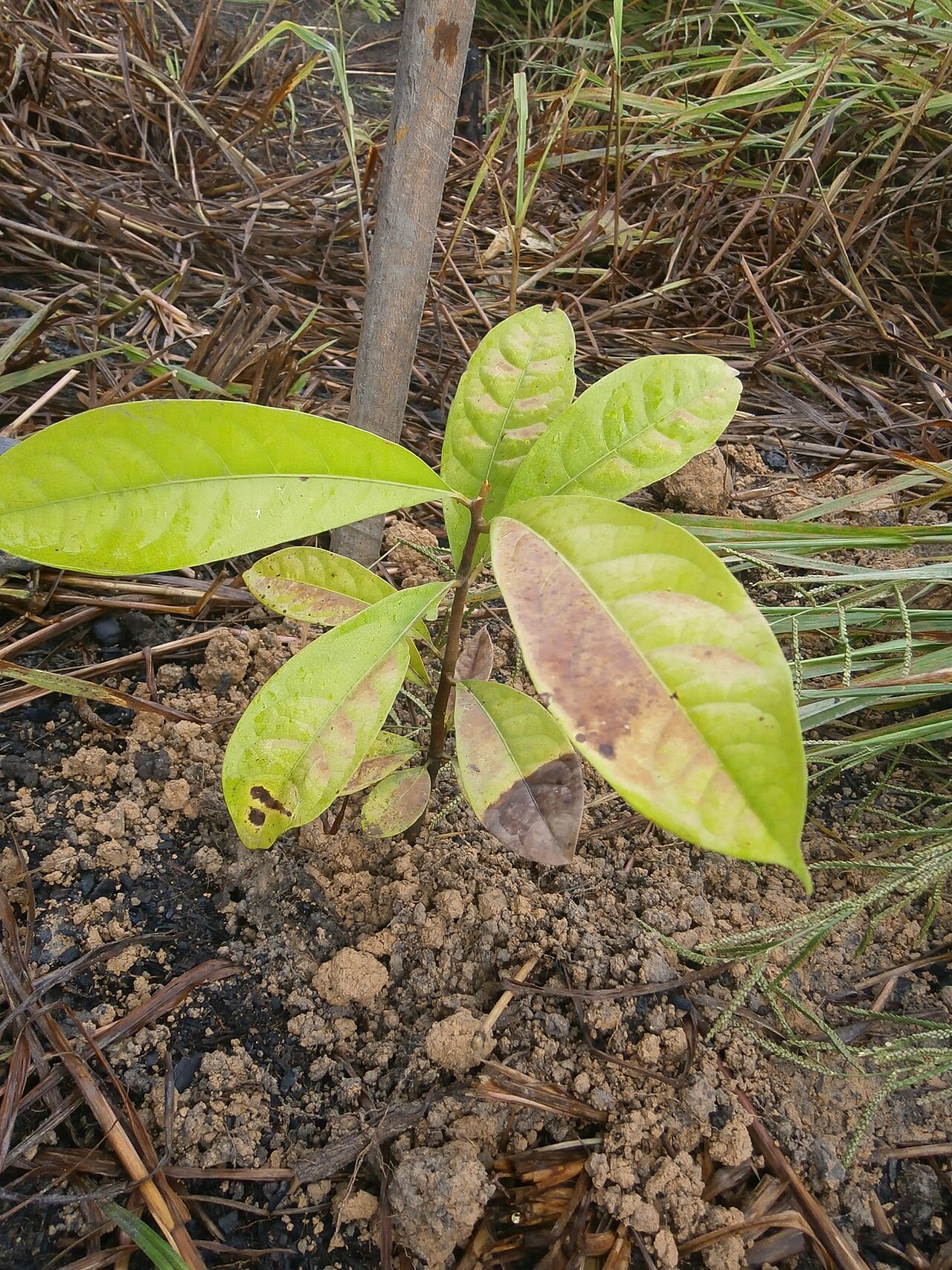 Pau-rosa
