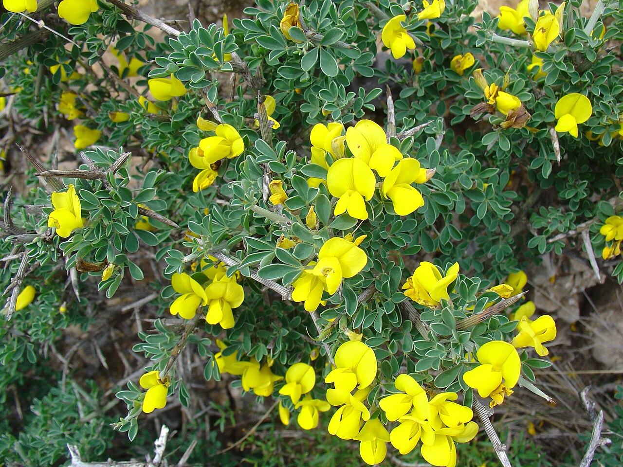 Calicotome intermedia