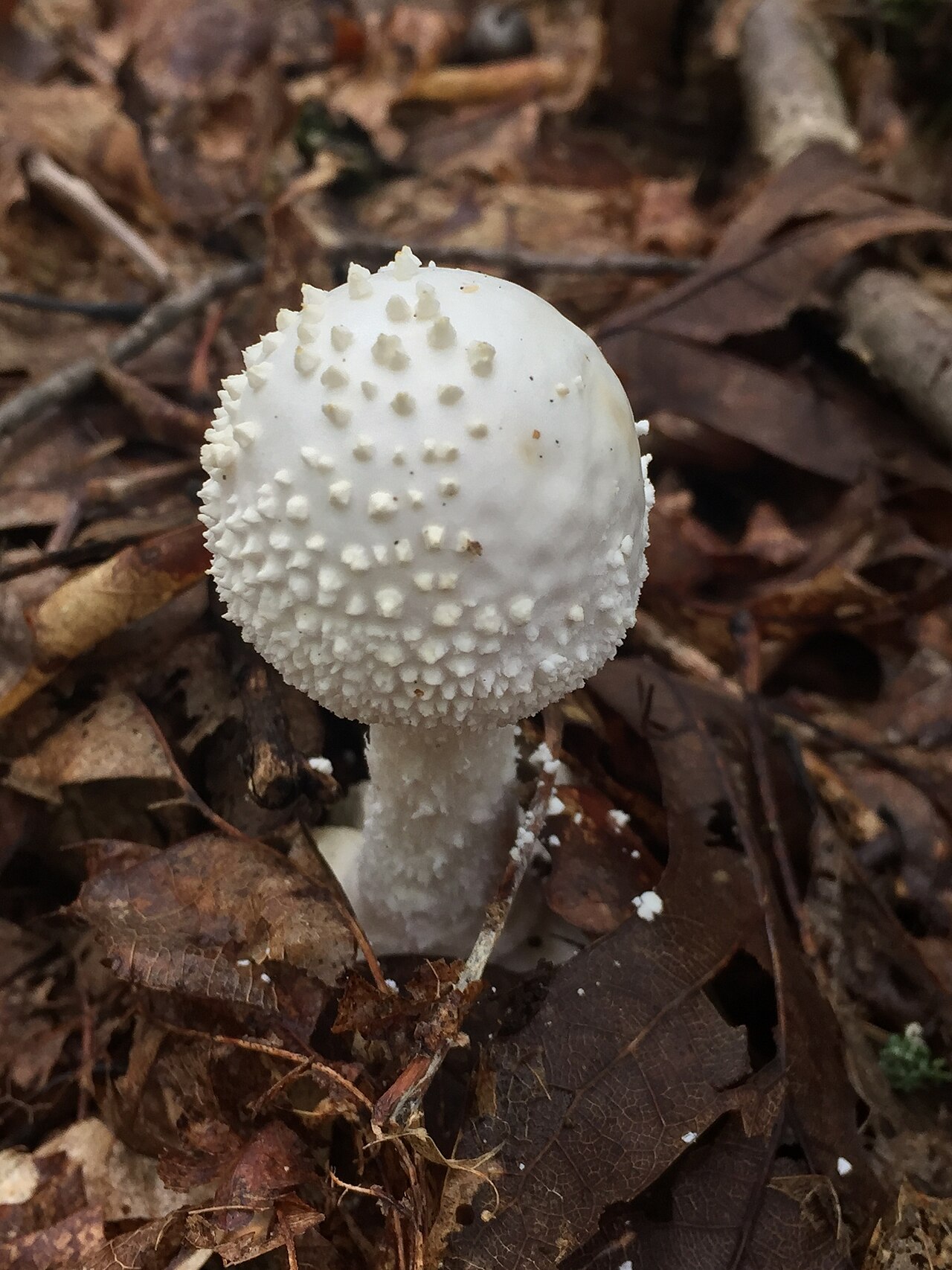 American abrupt-bulbed amanita or the Am