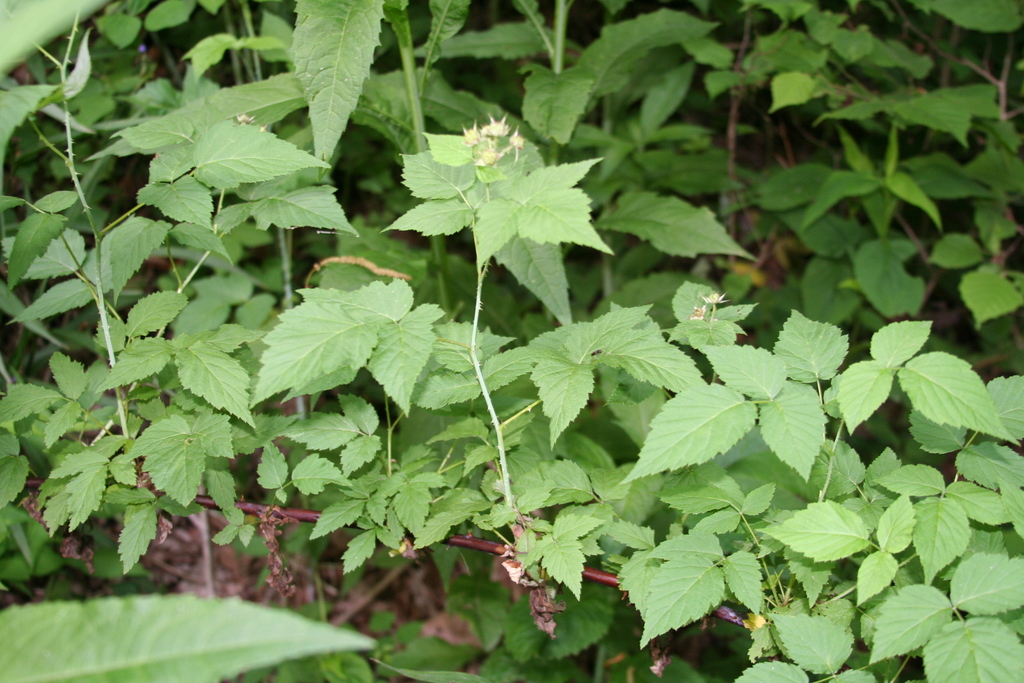 Rubus allegheniensis