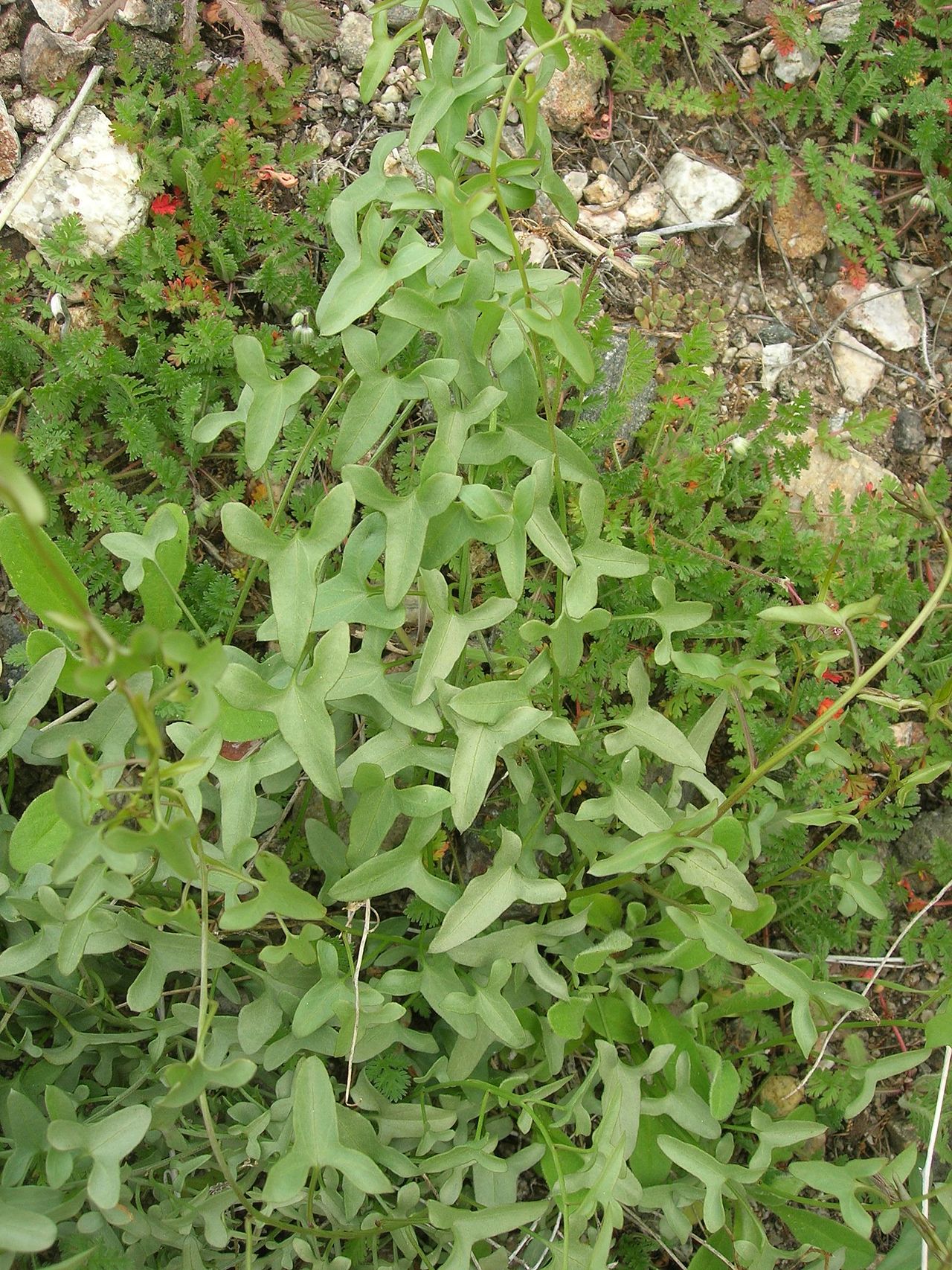 Calystegia peirsonii