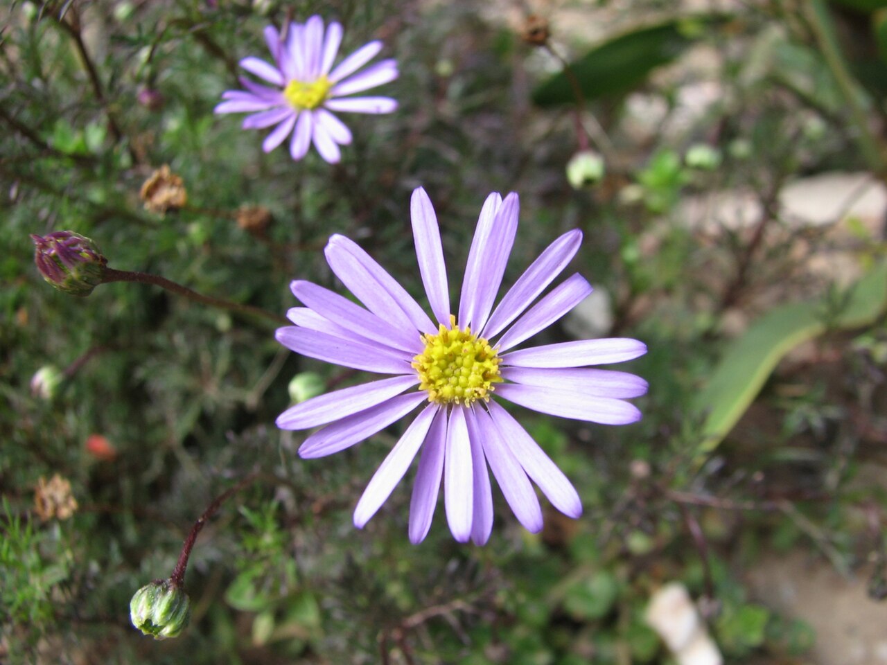 Cut-leaved daisy