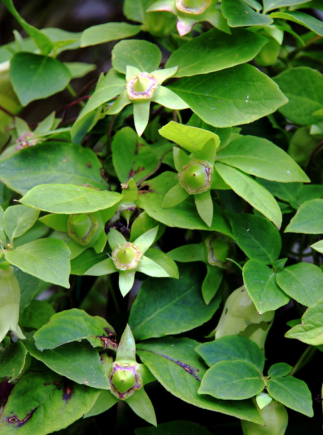 Codonopsis lanceolata