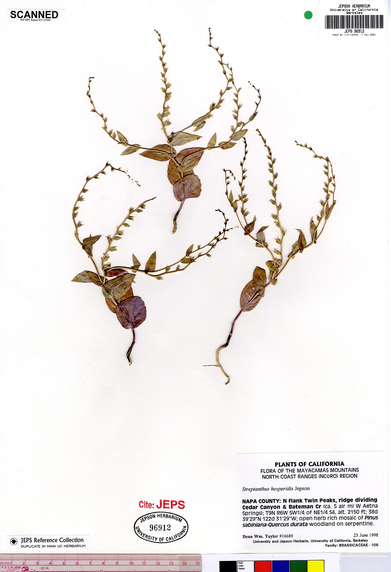 Streptanthus hesperidis