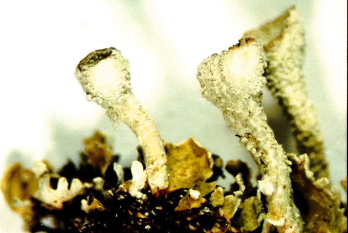 Cladonia carneola