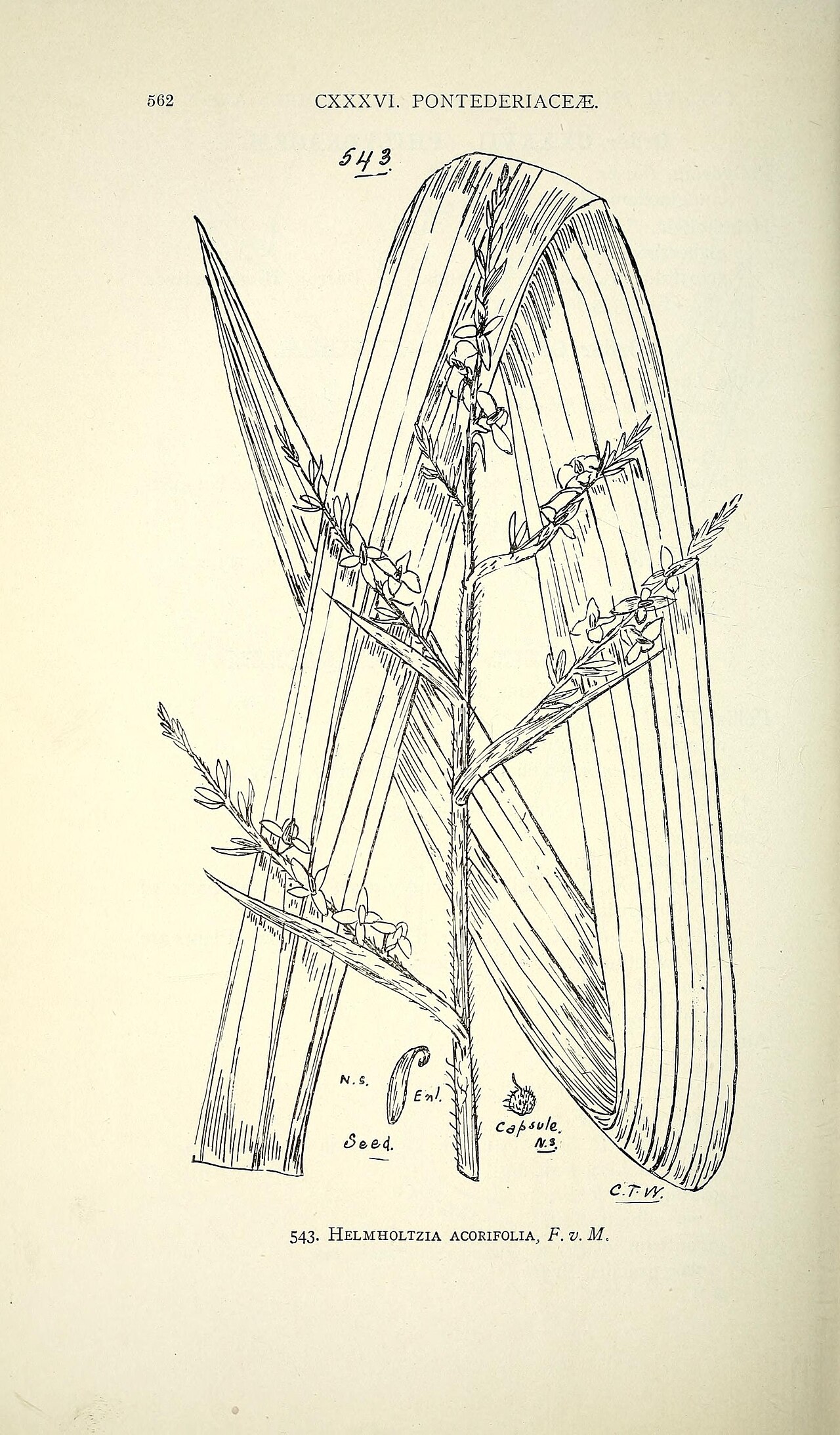 Aneilema sclerocarpum