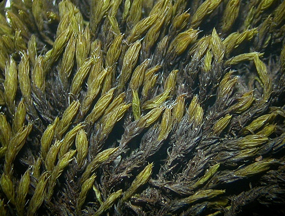 Grimmia dissimulata