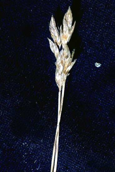 Carex praegracilis