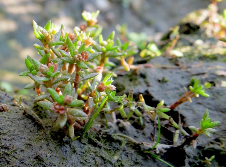 Crassula aquatica