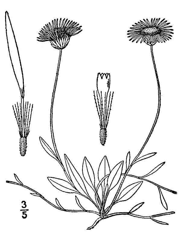 Erigeron flagellaris