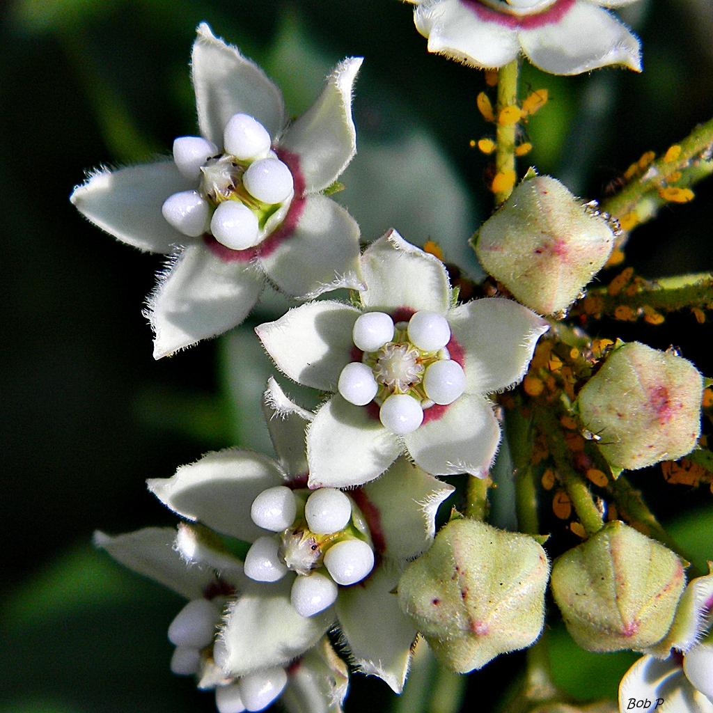 Funastrum clausum