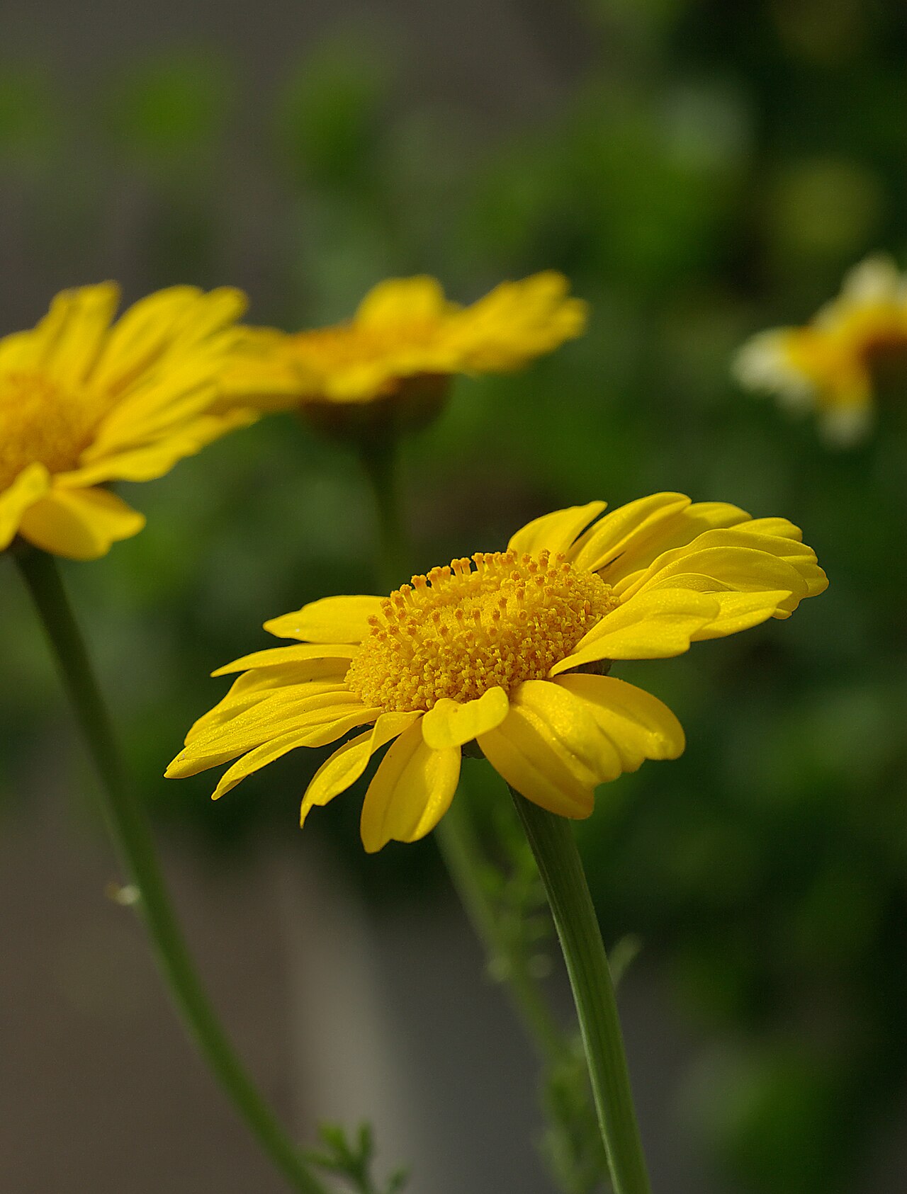 Glebionis coronaria