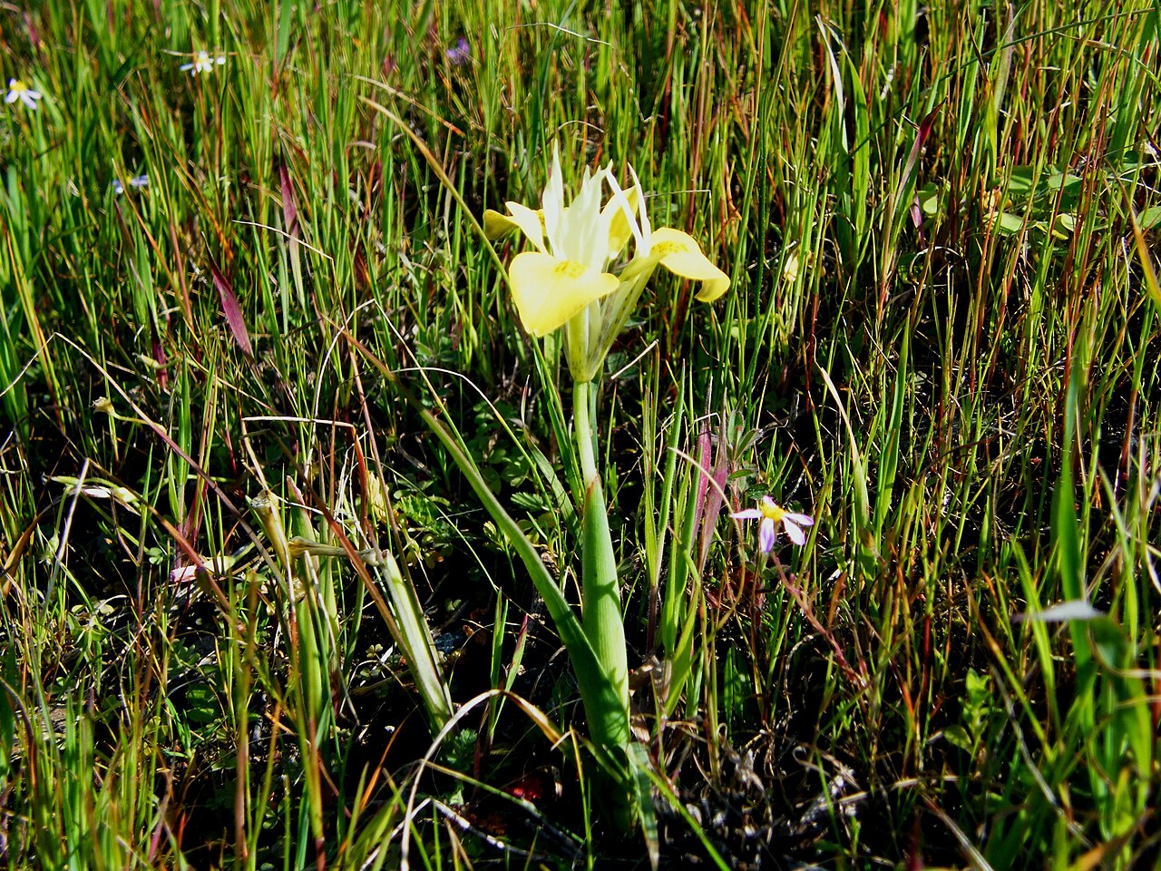 Moraea macronyx