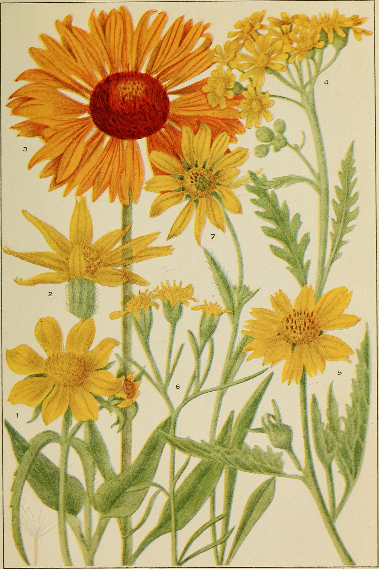 Helianthella parryi