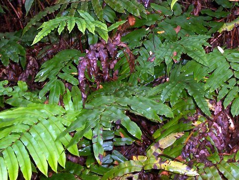 Parablechnum wattsii