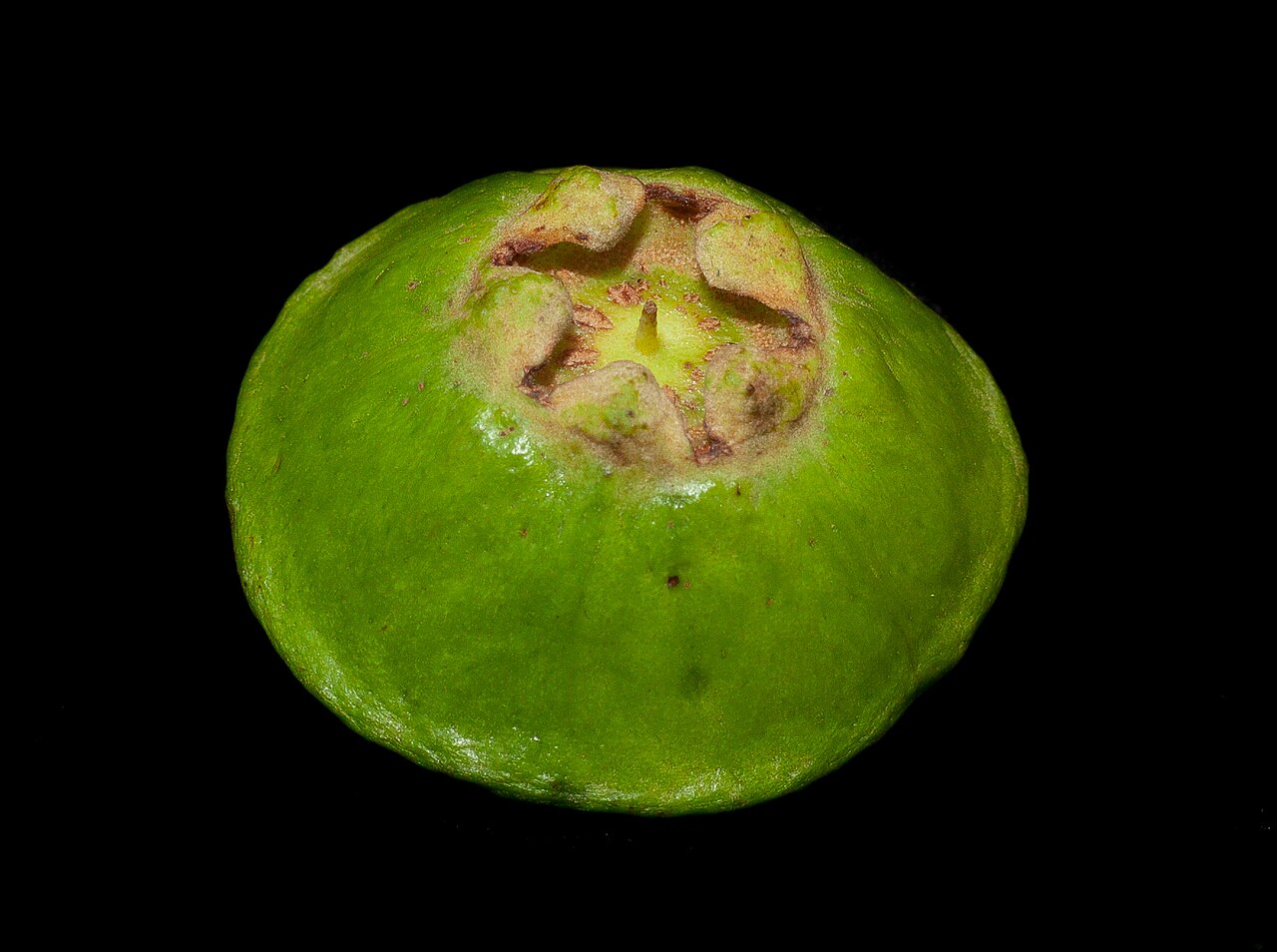 Campomanesia phaea