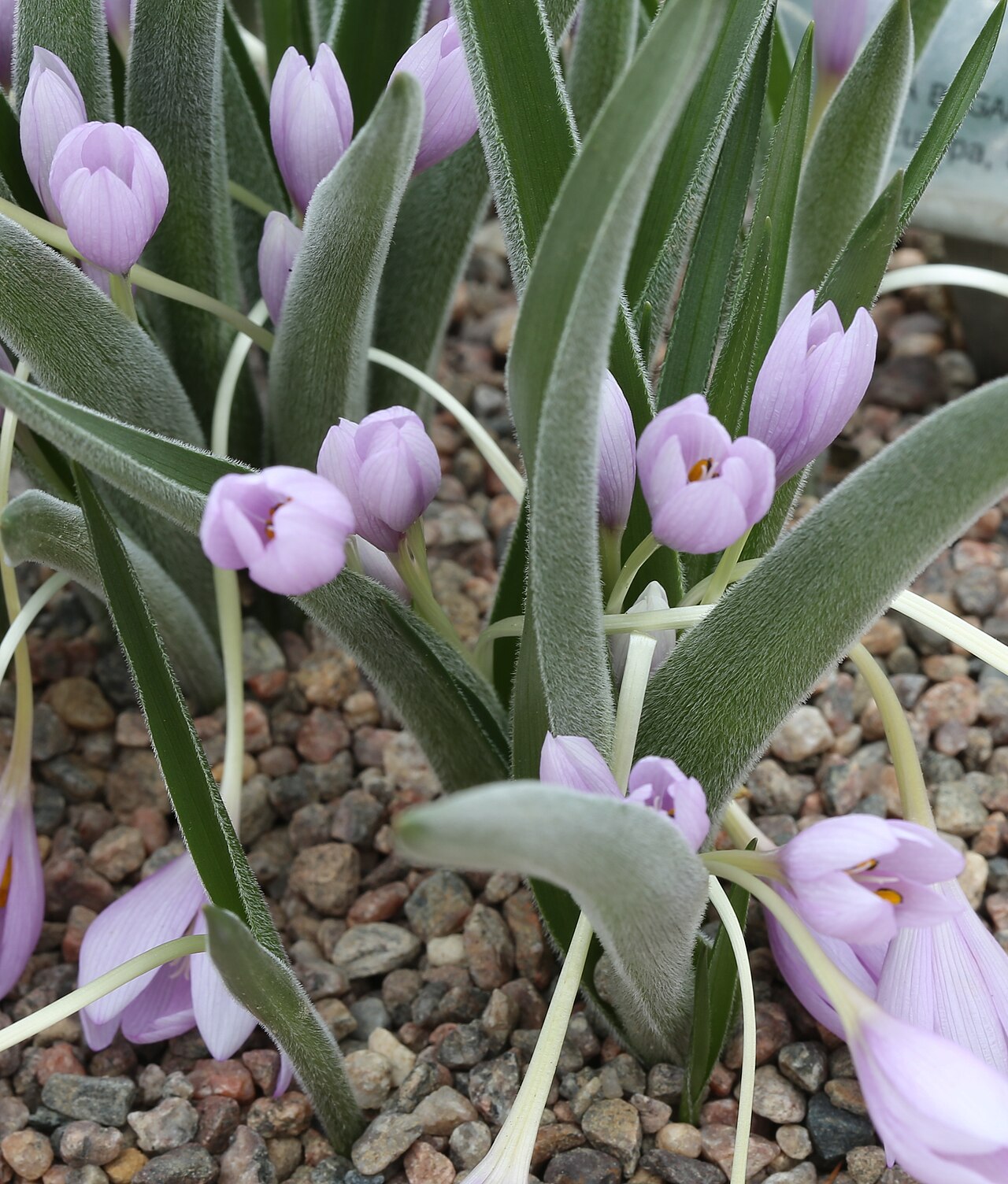 Colchicum doerfleri