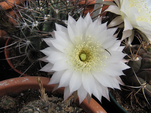 Echinopsis cerdana