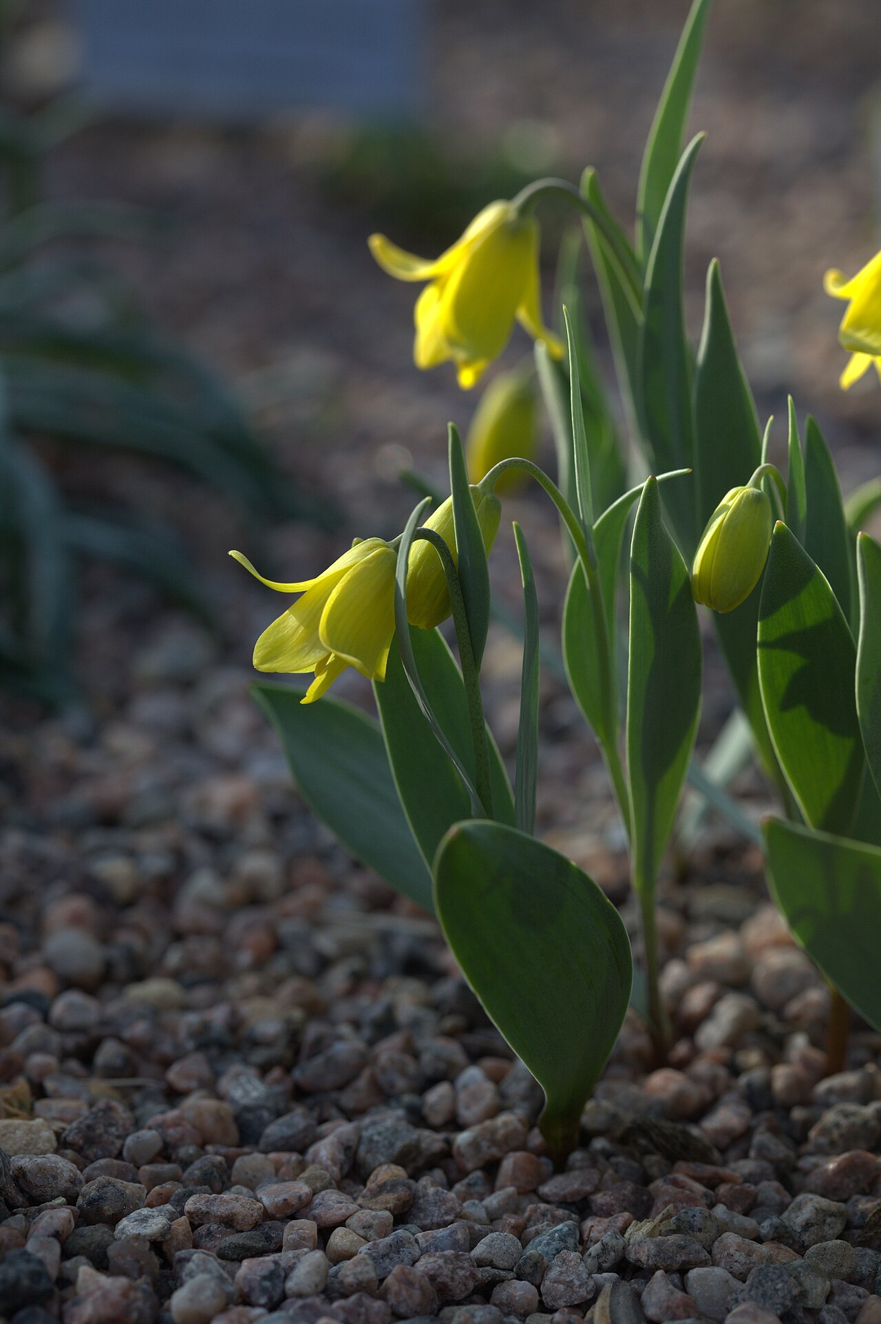 Fritillaria carica