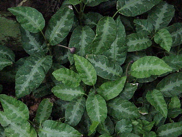 Dorstenia nervosa