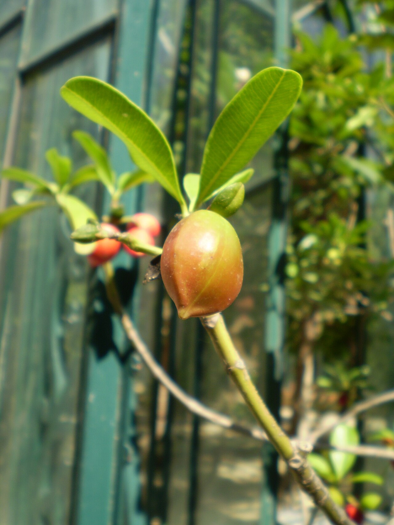 Ficus bizanae