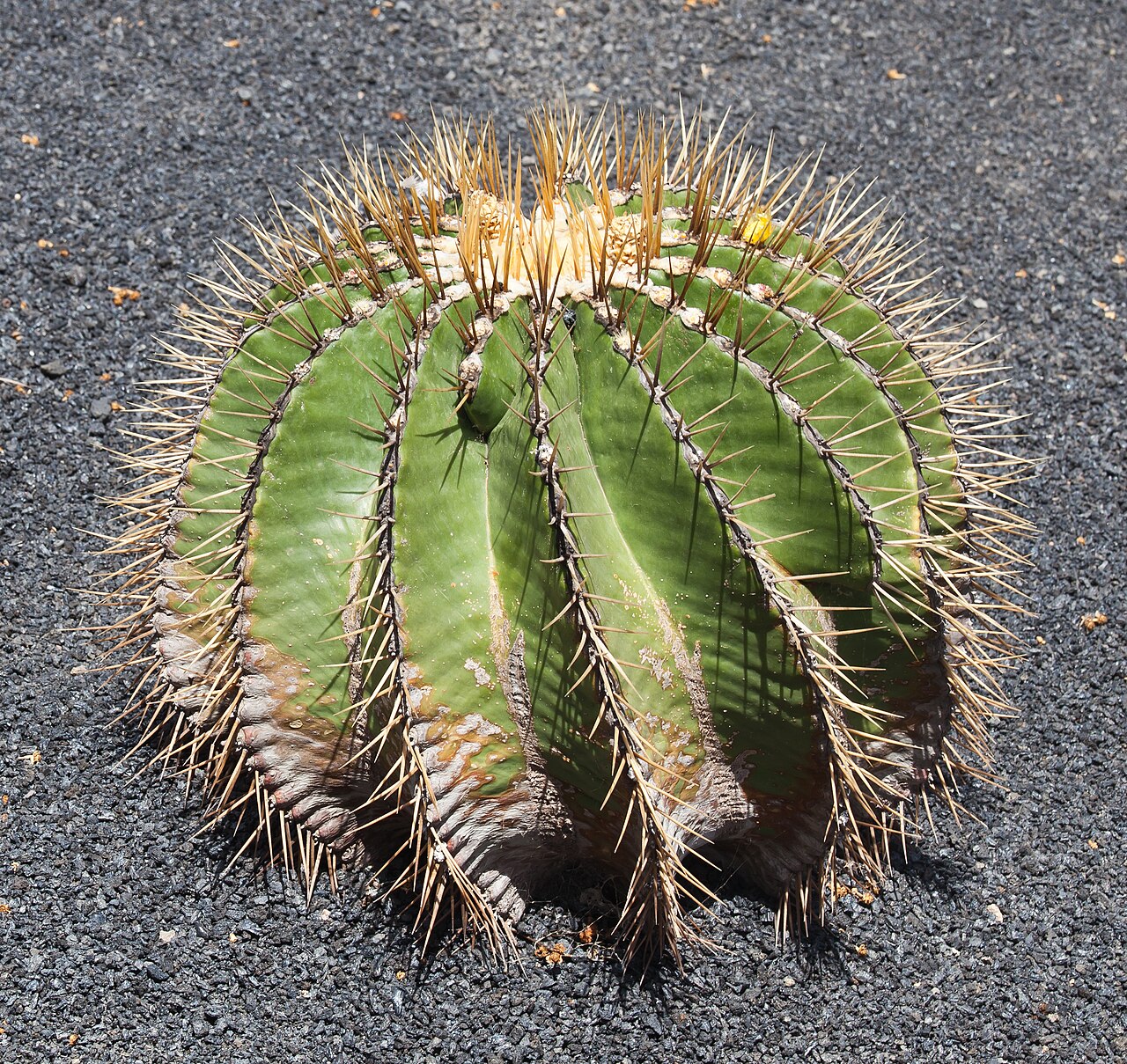 Parrycactus schwarzii