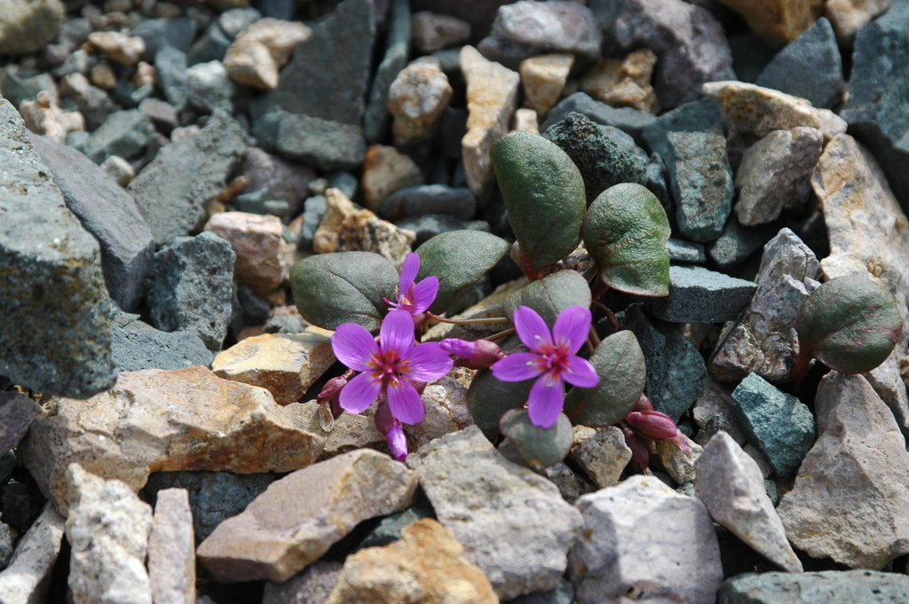 Claytonia ogilviensis