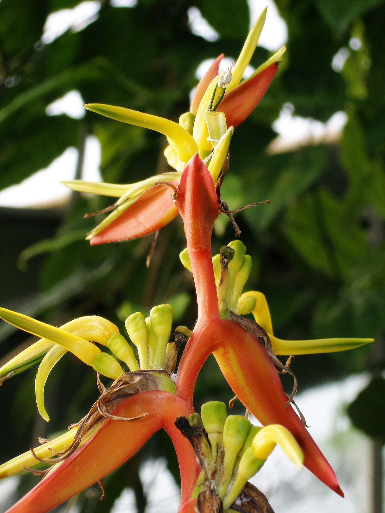 Heliconia sarapiquensis