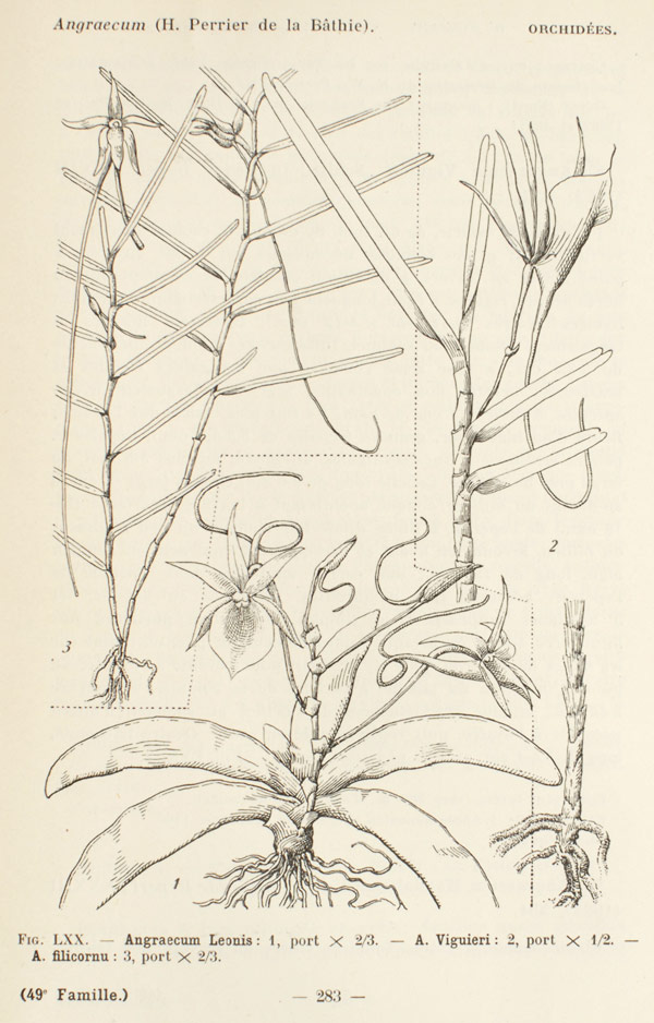 Angraecum filicornu