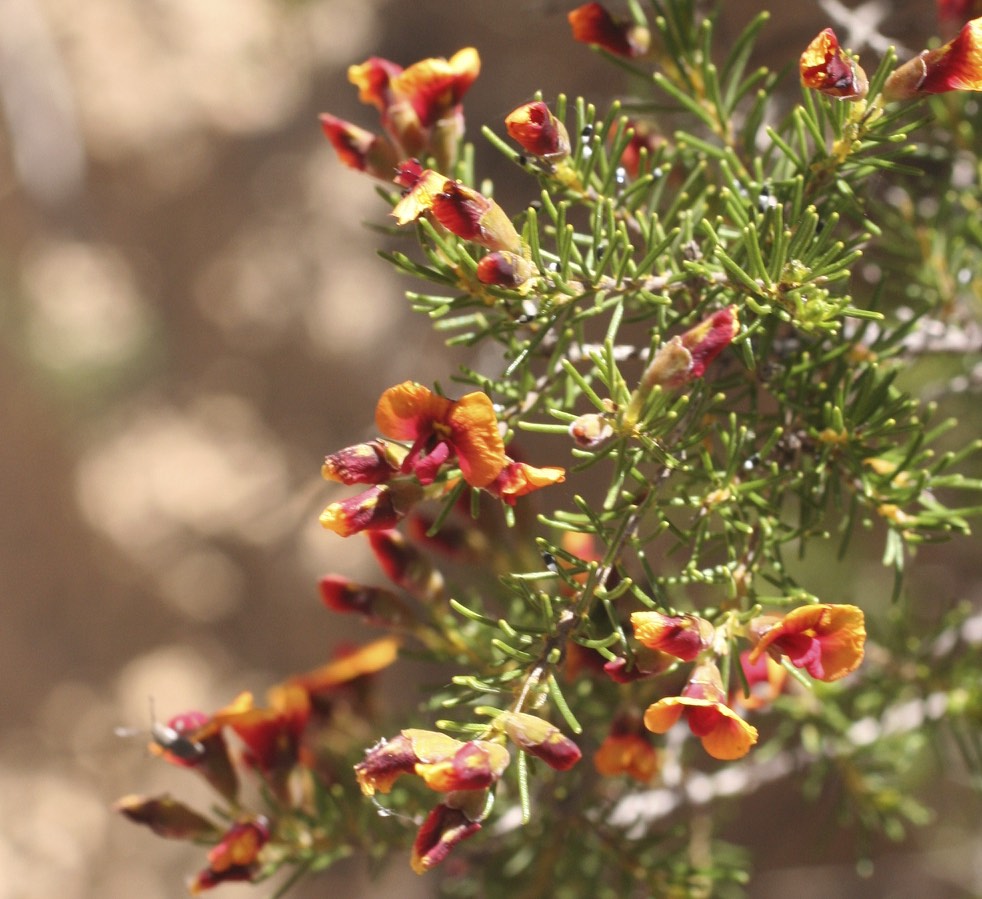 Dillwynia laxiflora