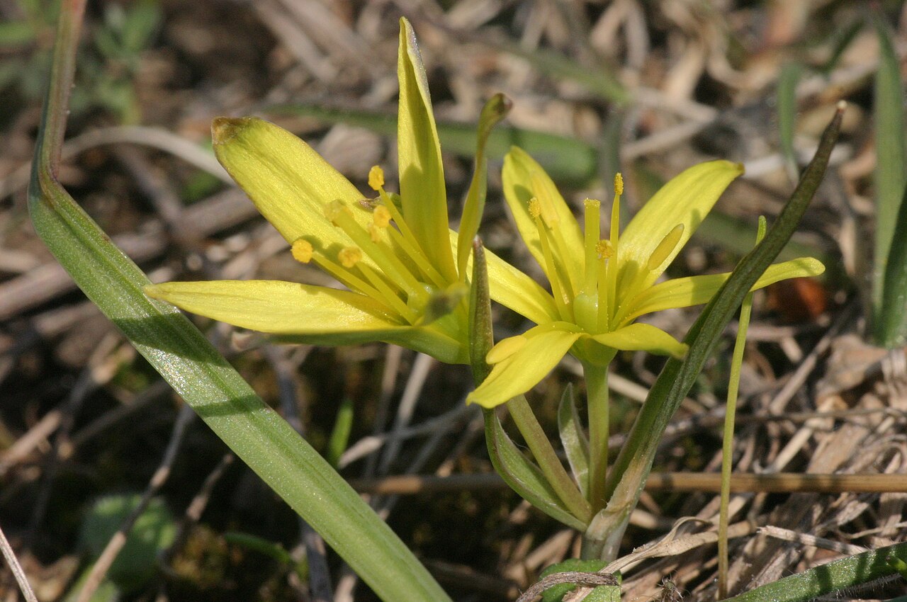 Gagea pusilla