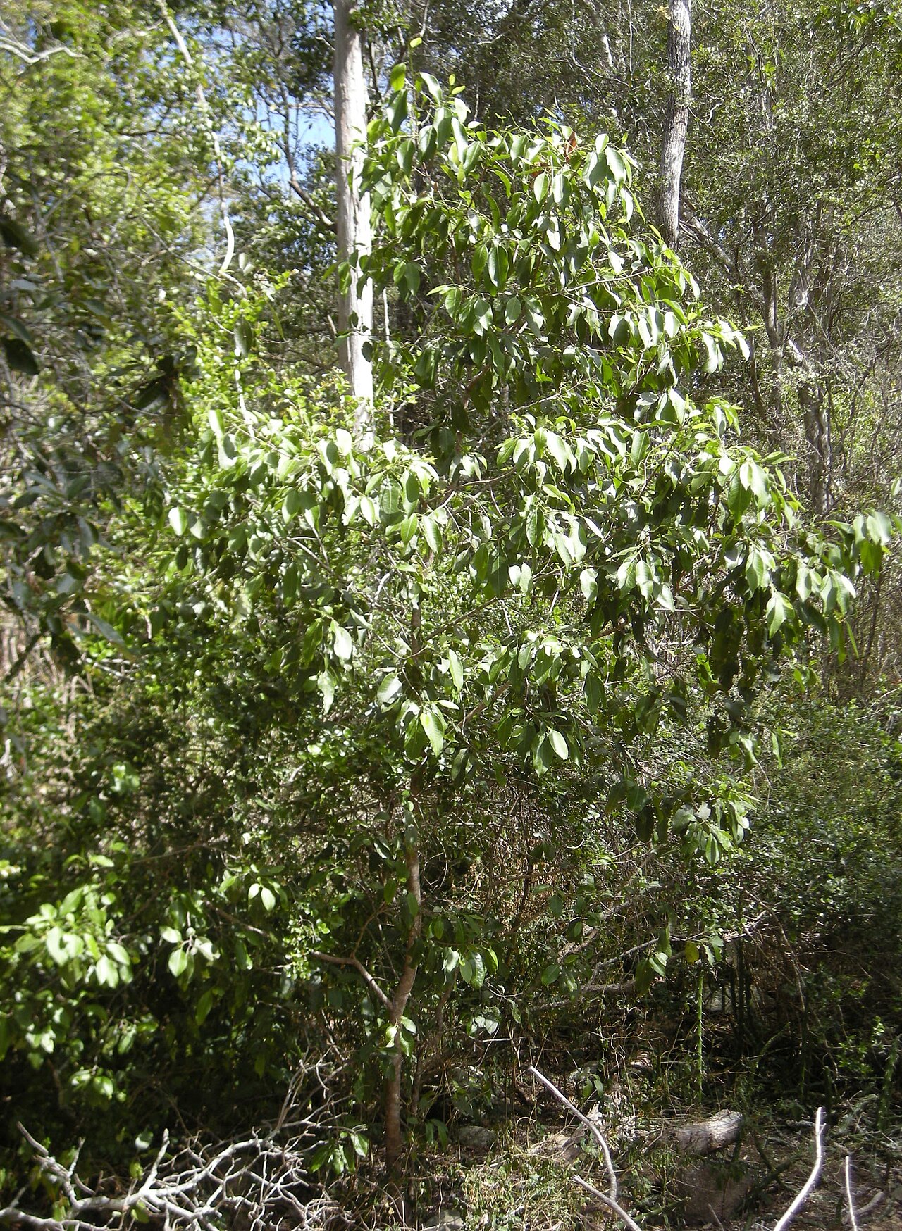 Geijera salicifolia