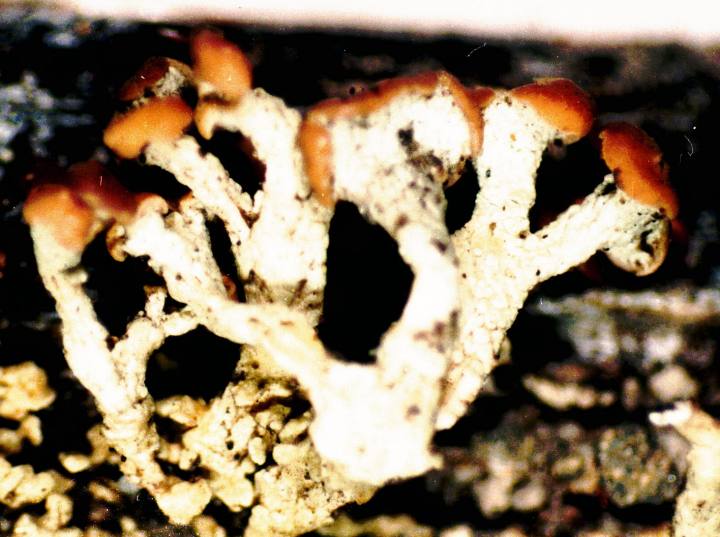 Cladonia botrytes