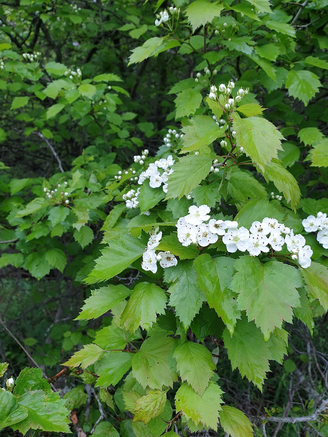 Crataegus apiomorpha