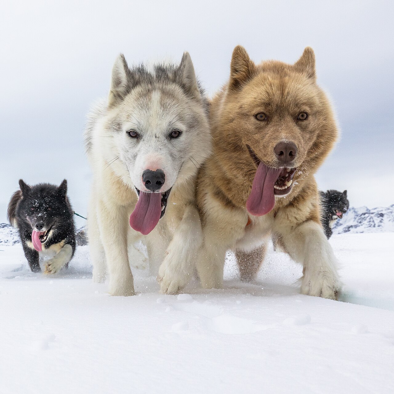 Dog