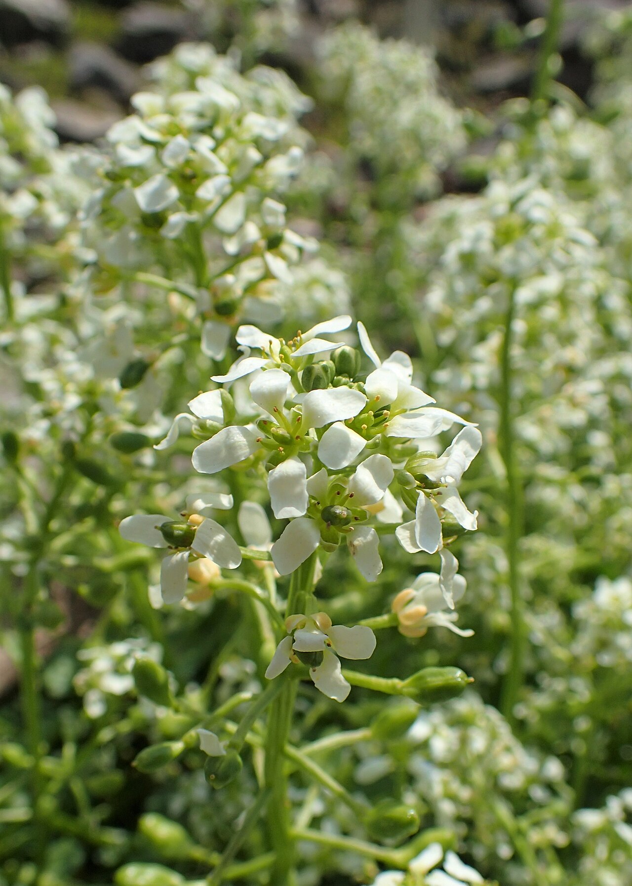 Cochlearia tatrae