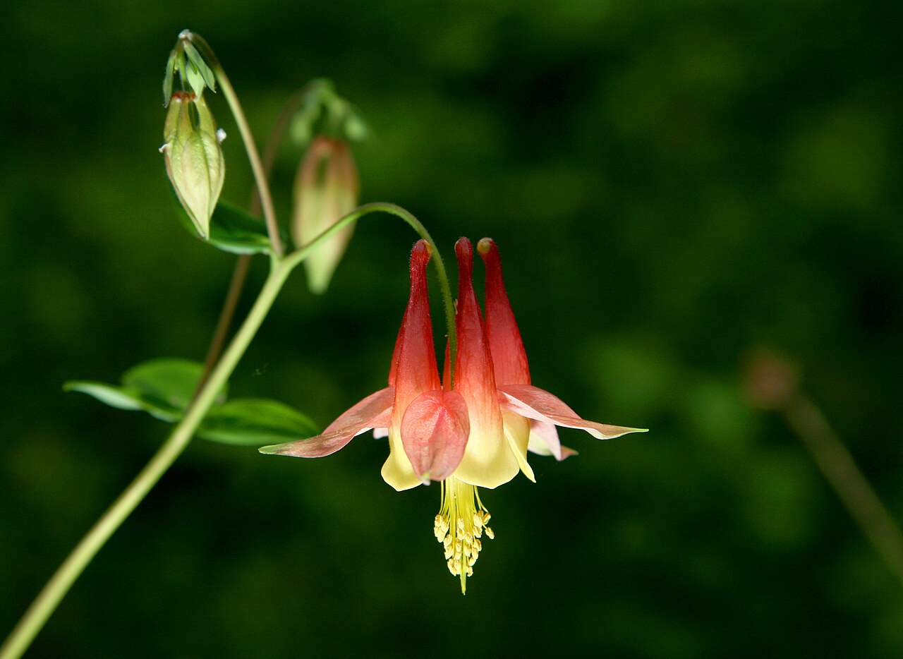 Aquilegia formosa